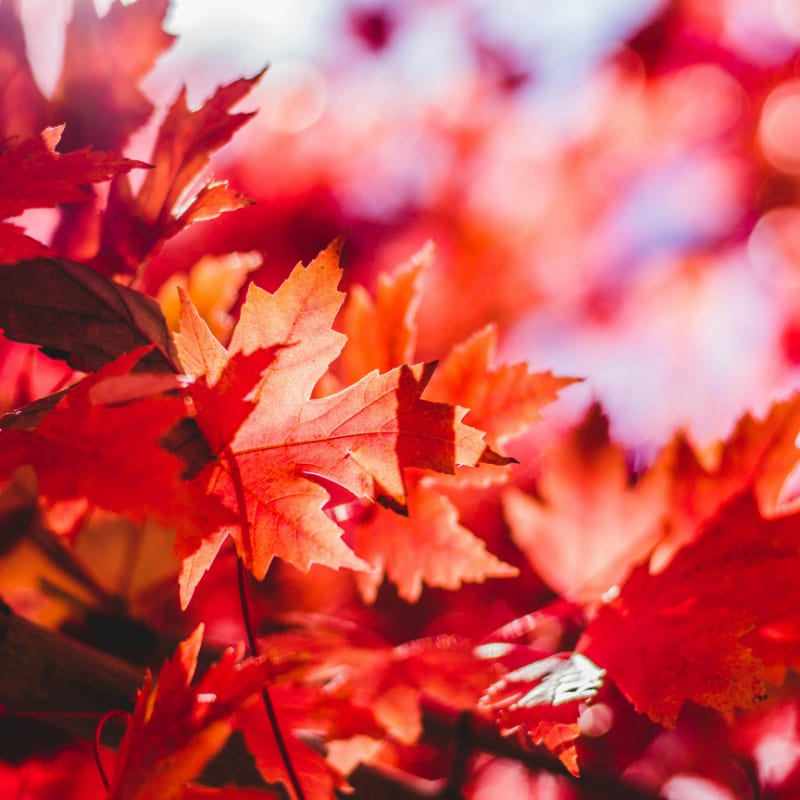 closeup photography of red leaf plant