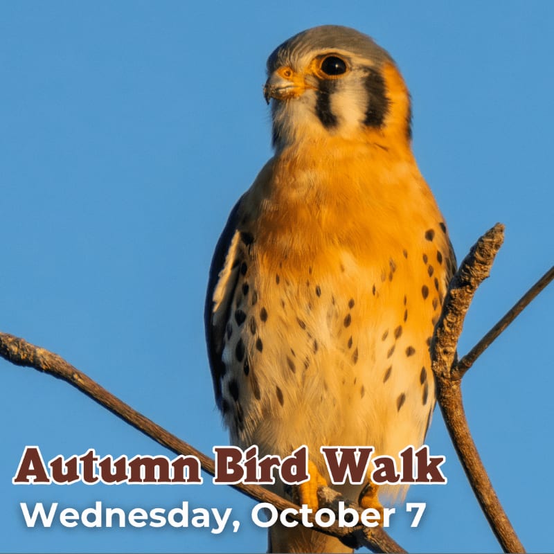 A kestrel perches on a branch in the foreground against a clear blue sky in the background, with text announcing an "Autumn Bird Walk" on "Wednesday, October 7".