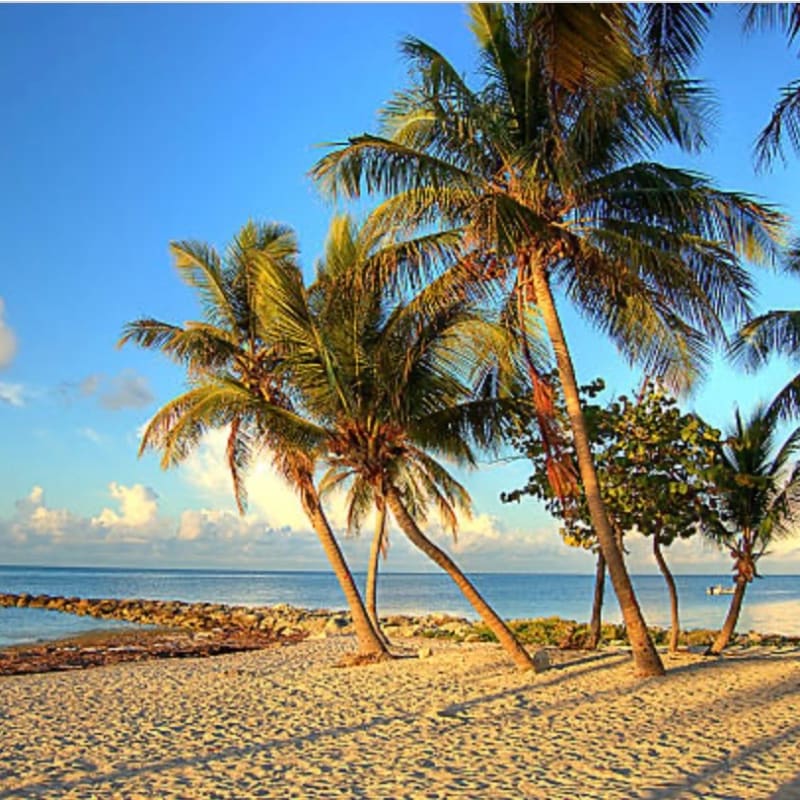 Palm trees sway on a sandy beach with a calm ocean and a clear blue sky in the background.