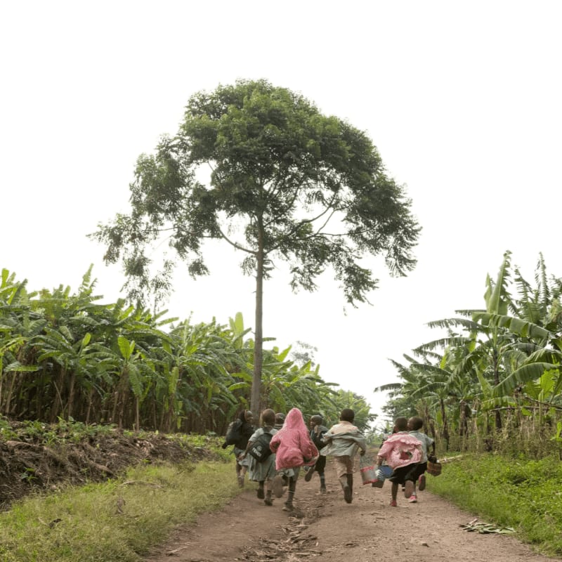 A group of children run down a dirt path towards a tall tree, flanked by lush banana plantations under a bright sky.