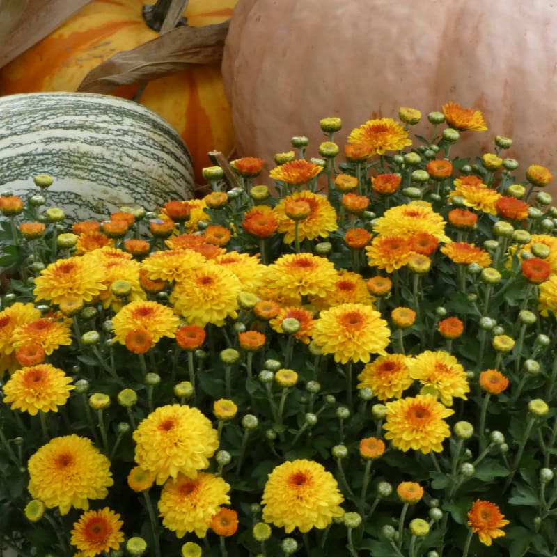 a person holding a bunch of yellow flowers