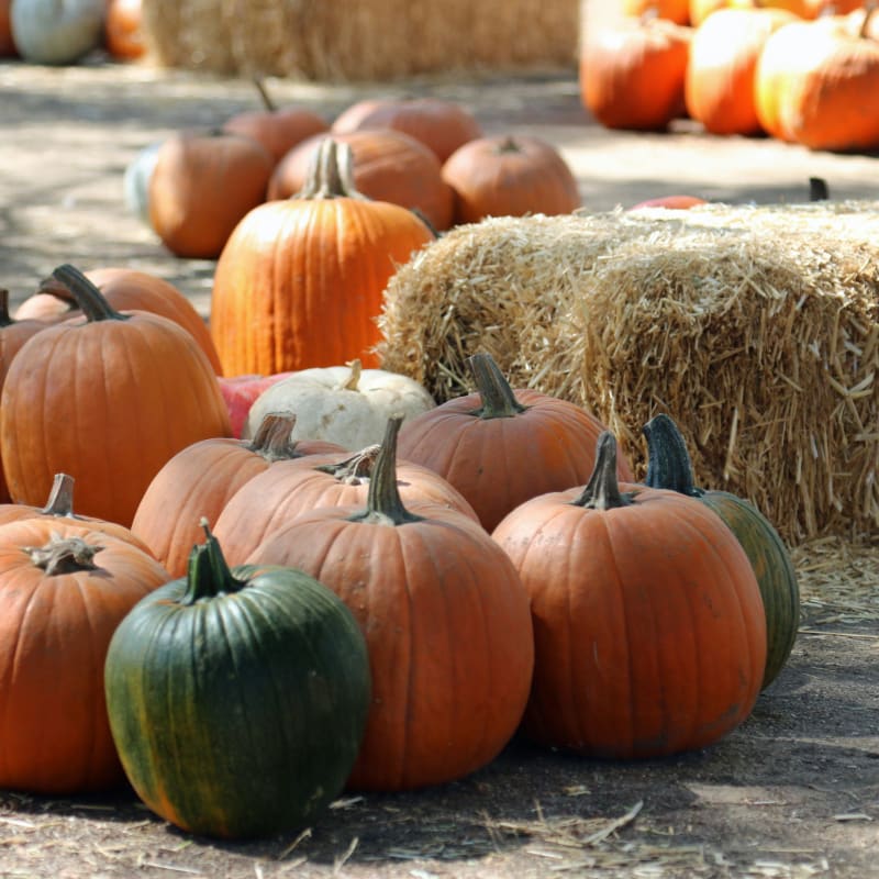Pumpkins and hay bales displayed outdoors for autumn harvest