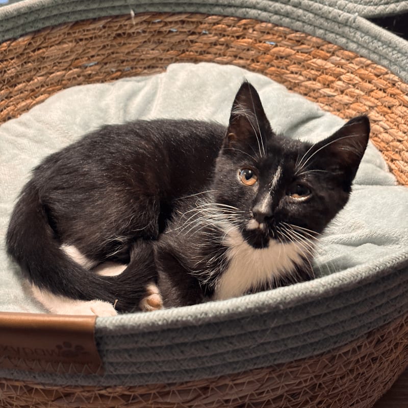 A black and white kitten with bright eyes rests curled up in a soft, round pet bed with a woven exterior.