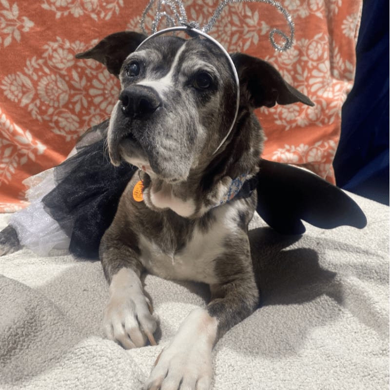 A brindle dog wearing a fairy costume with a sparkly headband and wings lies on a textured surface in front of an orange patterned fabric.