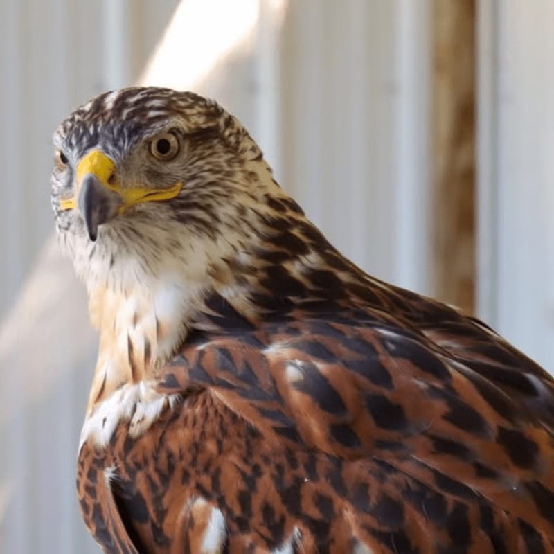 A hawk with brown and white plumage is in the foreground, with a blurred white and wooden background.