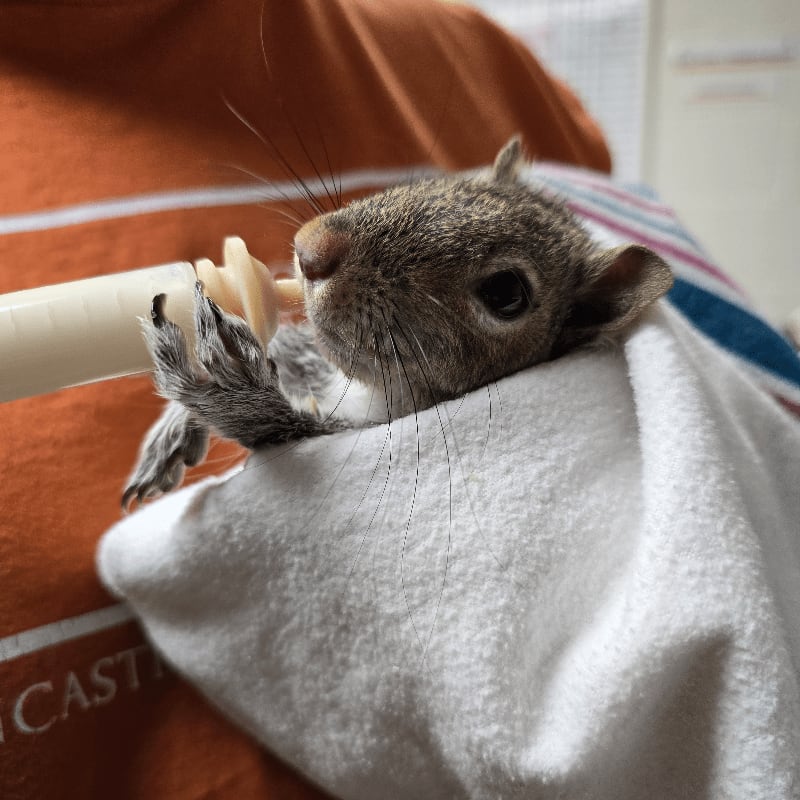 A baby squirrel wrapped in a white towel eats pasta from a bottle, held by a person wearing an orange shirt.