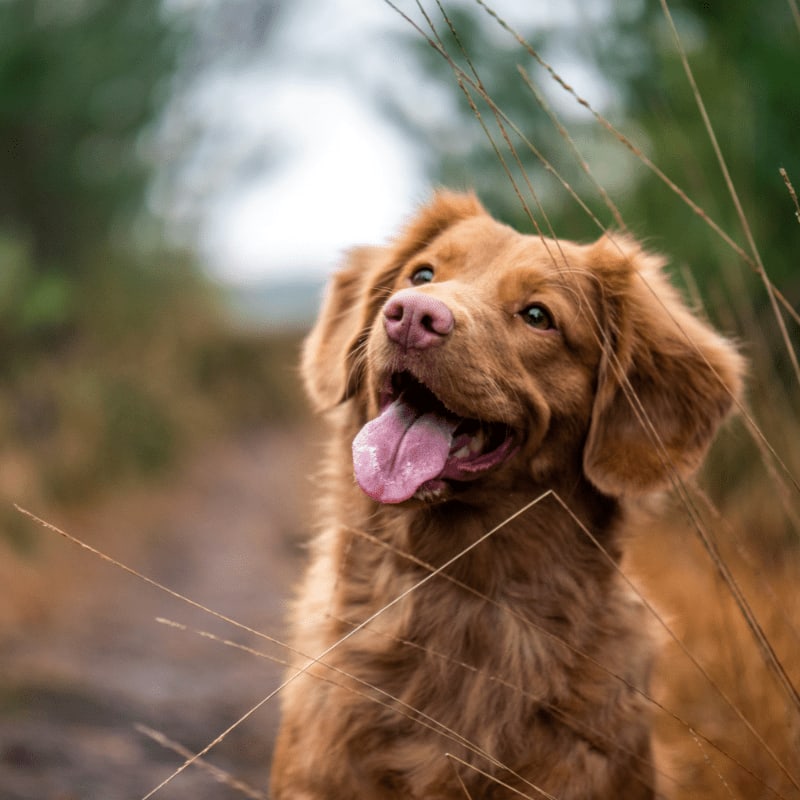 medium-coated brown dog during daytime