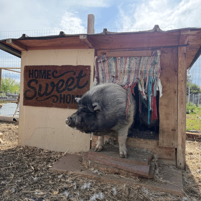 A pot-bellied pig stands at the entrance of its wooden shelter, adorned with a "Home Sweet Home" mat, while a fence and greenery form the background.