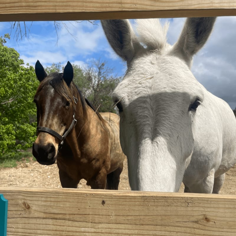 A brown horse and a white donkey stand behind a wooden fence, with trees and a cloudy sky in the background.