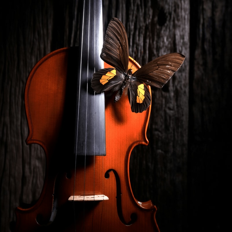 a butterfly sitting on top of a violin