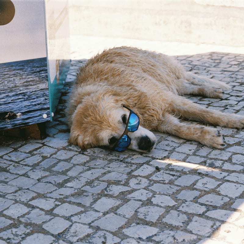 A golden retriever wearing mirrored sunglasses lying on a stone paved surface