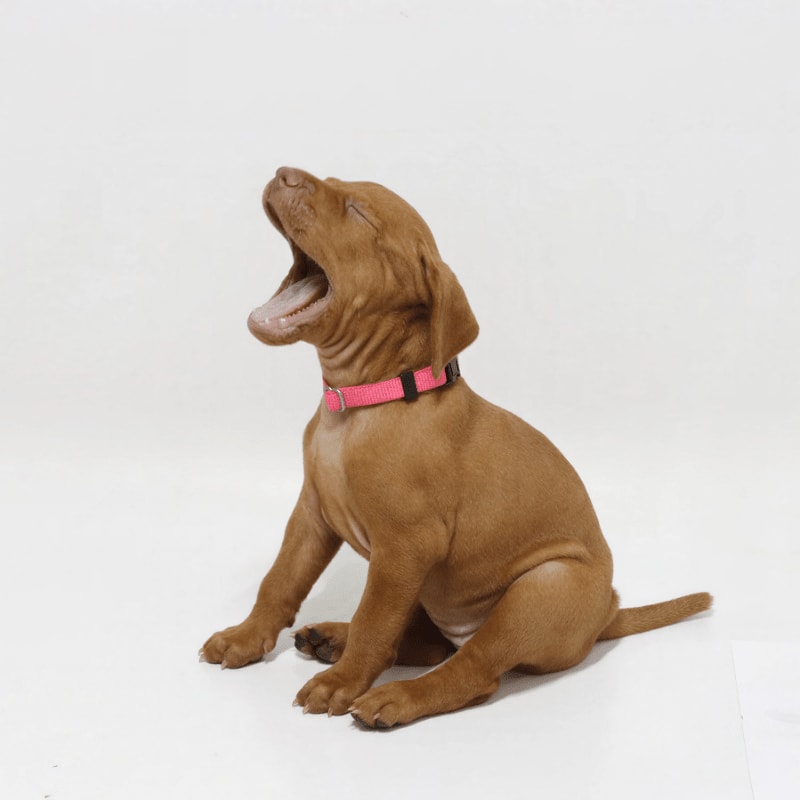A brown puppy with a pink collar yawns widely against a plain white background.
