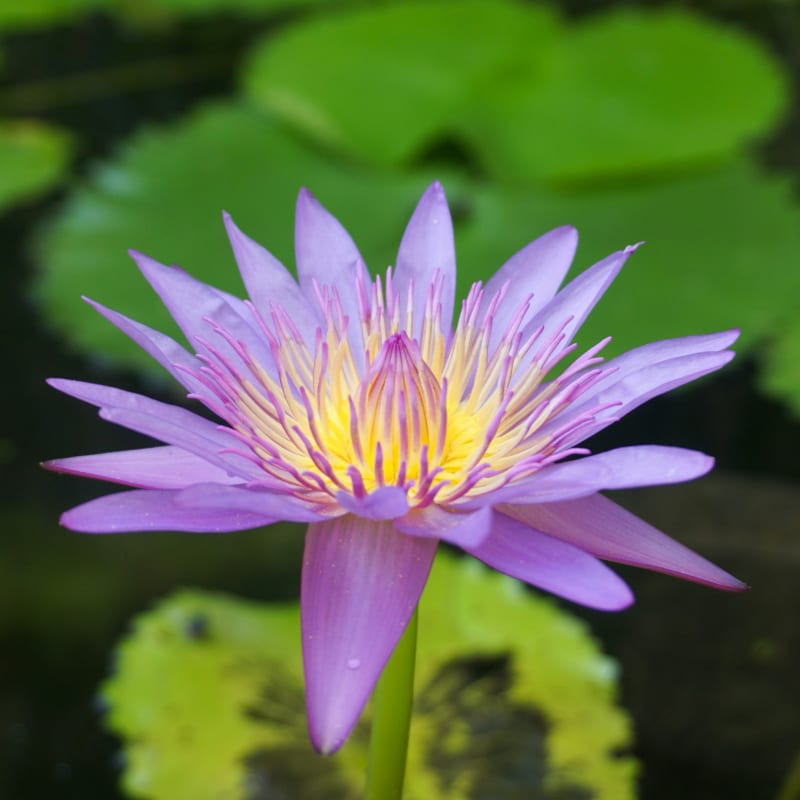 A vibrant purple water lily blooms in the pond