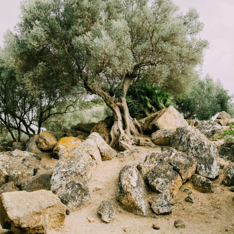 gray rocks across tree