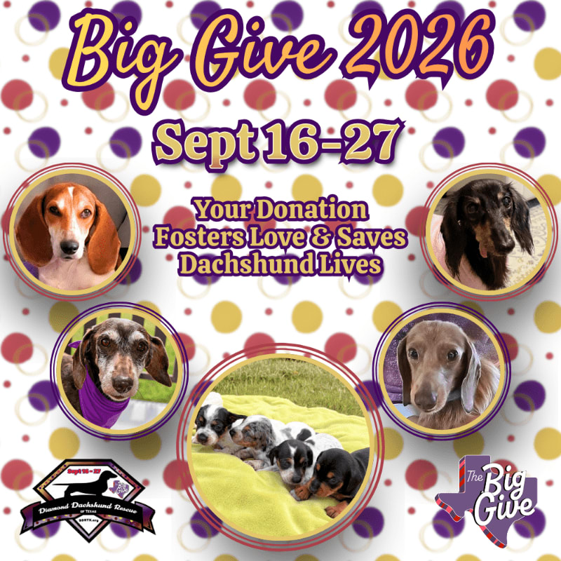 Five circular portraits of dachshunds, including a litter of puppies in the center, are arranged against a polka-dotted background with the text "Big Give 2026 Sept 16-27 Your Donation Fosters Love & Saves Dachshund Lives" prominently displayed.