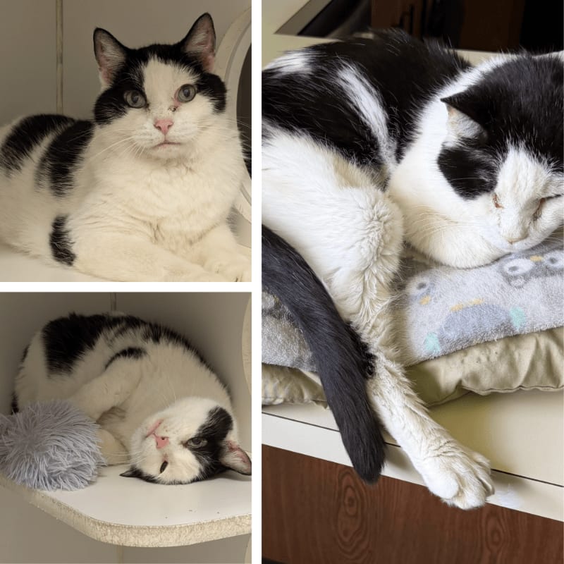 A black and white cat is shown in three different poses, with the background being a white enclosure and a wooden surface.