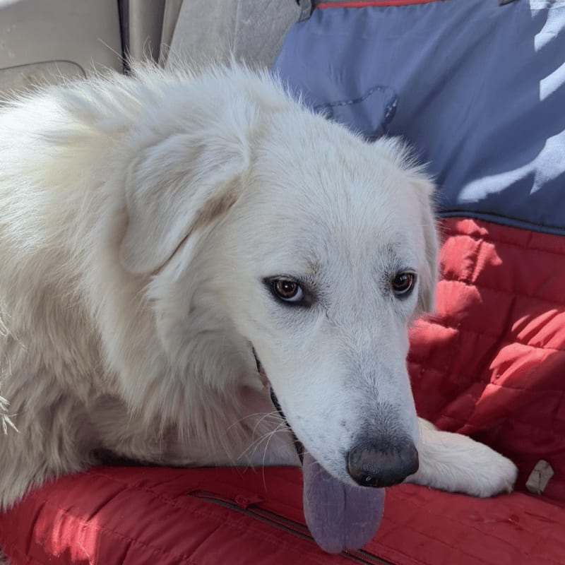 A fluffy white dog with its tongue hanging out rests on a red cushion in the foreground, with a blue and gray fabric in the background.