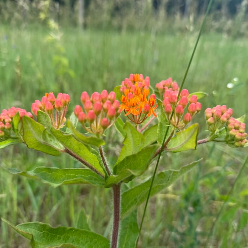 A cluster of bright orange milkweed flowers blooms in the foreground, set against a soft green, grassy background.
