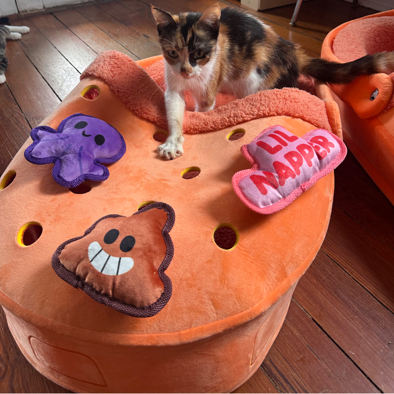 A calico kitten stands on a large orange cat bed shaped like a Croc, surrounded by plush toys, with a wooden floor and another orange cat bed visible in the background.