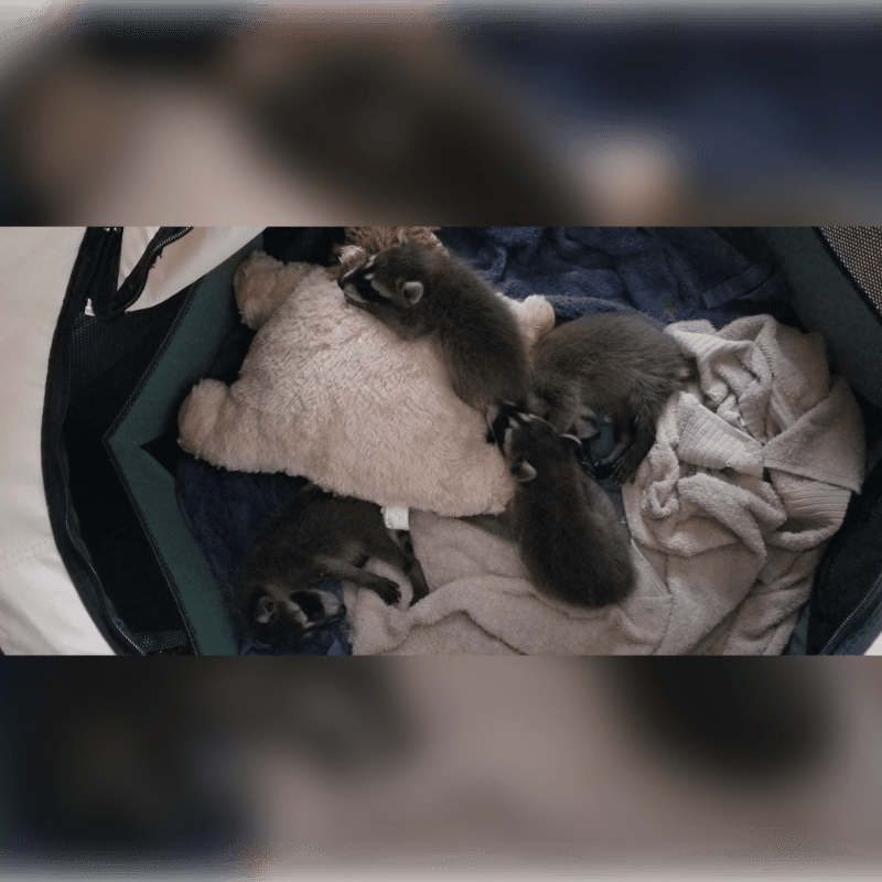 Four baby raccoons sleep nestled in a laundry basket filled with soft blankets and a plush toy, with a blurred background of a room.