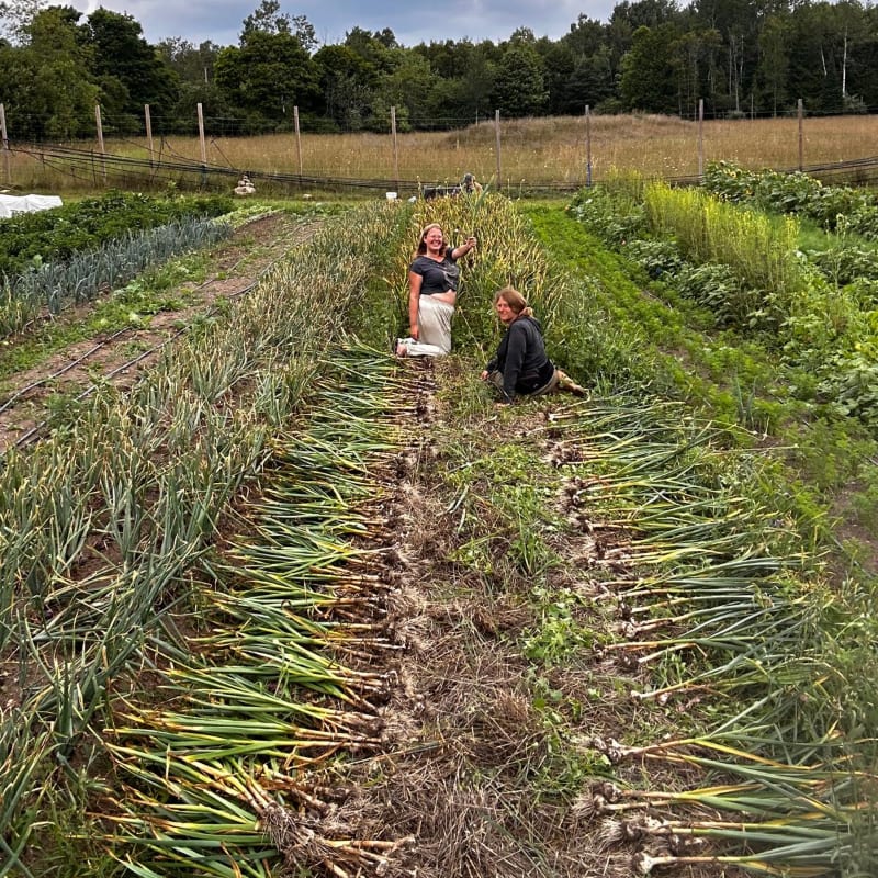 Two people are harvesting garlic in a field with rows of crops stretching into a wooded background.