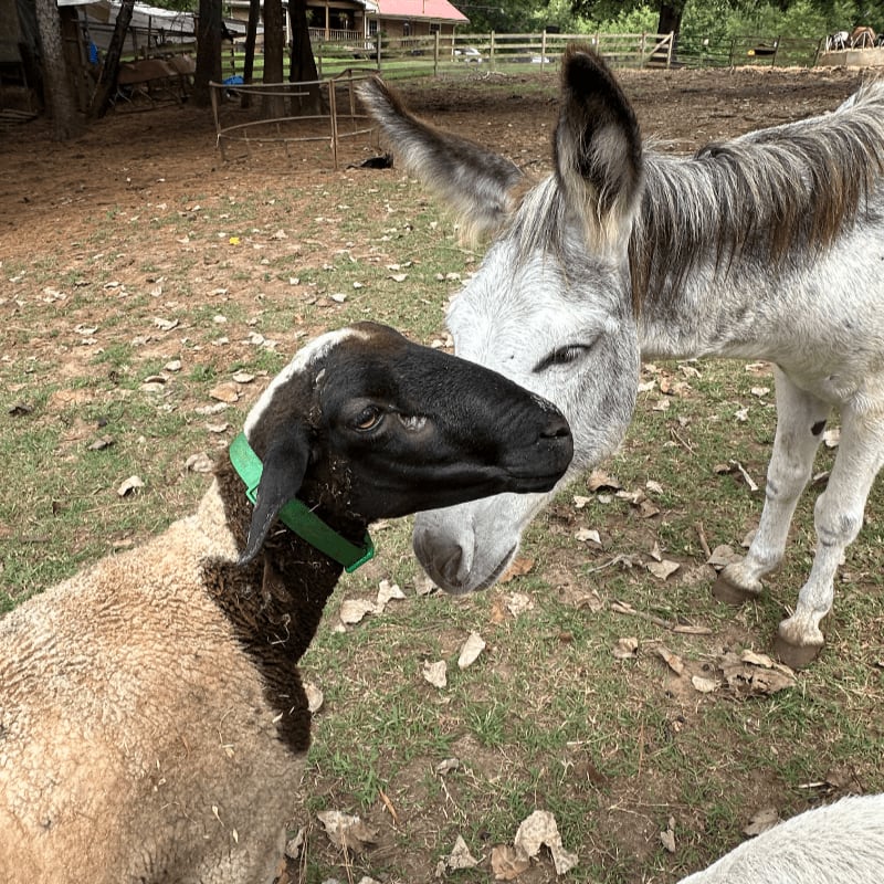 A sheep with a green collar nuzzles a donkey in a grassy enclosure with trees and a barn in the background.
