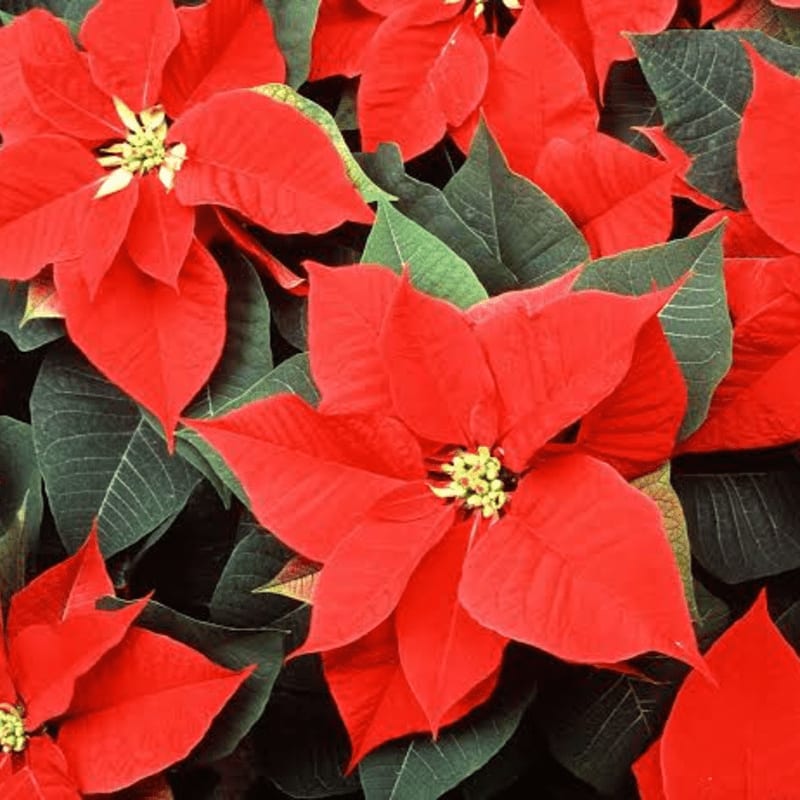Vibrant red poinsettias with green leaves fill the foreground, while more of the festive flowers create a lush background.