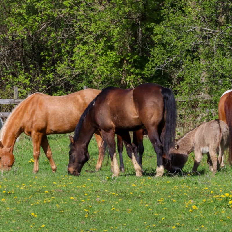 Horses and a donkey graze in a grassy field dotted with yellow flowers, with a wooden fence and lush green trees in the background.