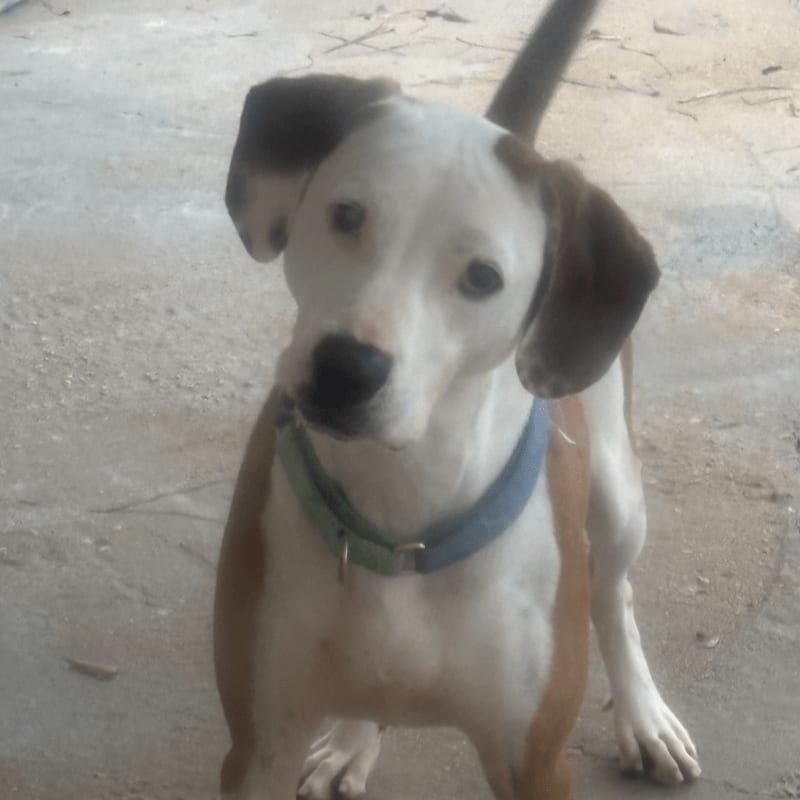 A white and brown dog with floppy ears and a blue collar stands on a concrete surface with a blurred background.