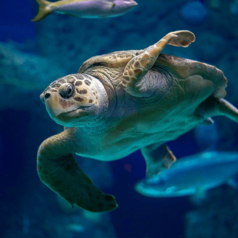 brown and black turtle