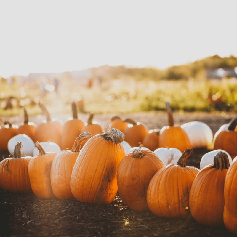 orange pumpkins under white sky at daytime
