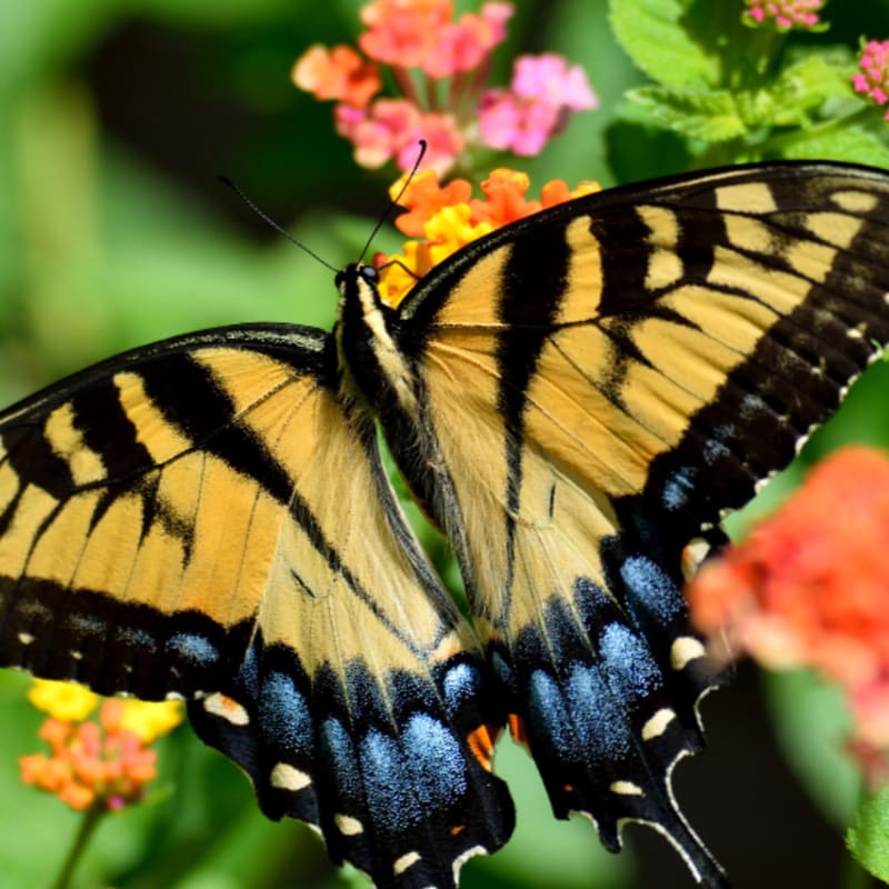 A yellow and black butterfly rests on colorful flowers with a blurred green background.