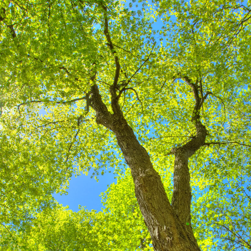 A thick tree trunk branches out into a canopy of vibrant green leaves against a clear blue sky.