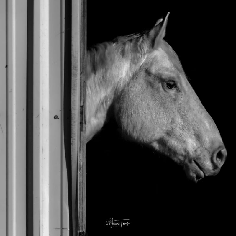 A pale horse peeks out from a corrugated metal structure against a stark black background.