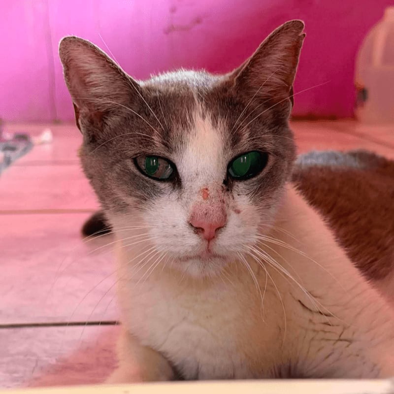 A white and gray cat with striking green eyes rests on a tiled floor, with a pink wall and a white jug visible in the blurred background.