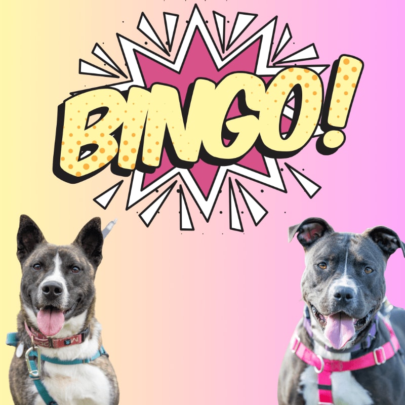 Two happy dogs with their tongues out sit in the foreground against a vibrant pink and yellow gradient background with a comic-style "BINGO!" graphic above them.