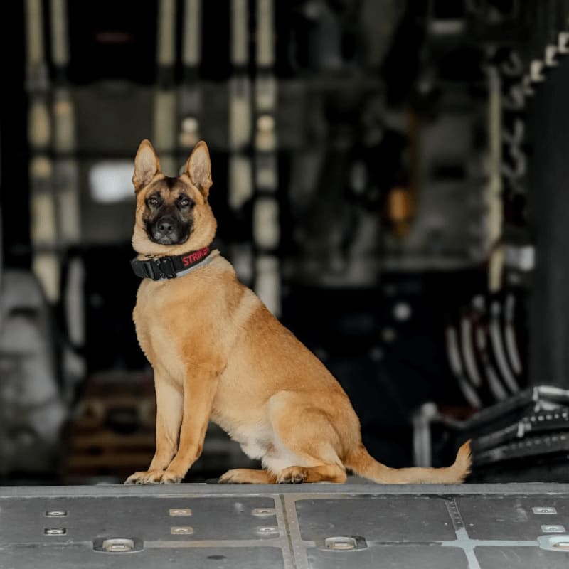 A tan Belgian Malinois with a black muzzle sits attentively on a metal surface in the foreground, with a dark, industrial-looking background.