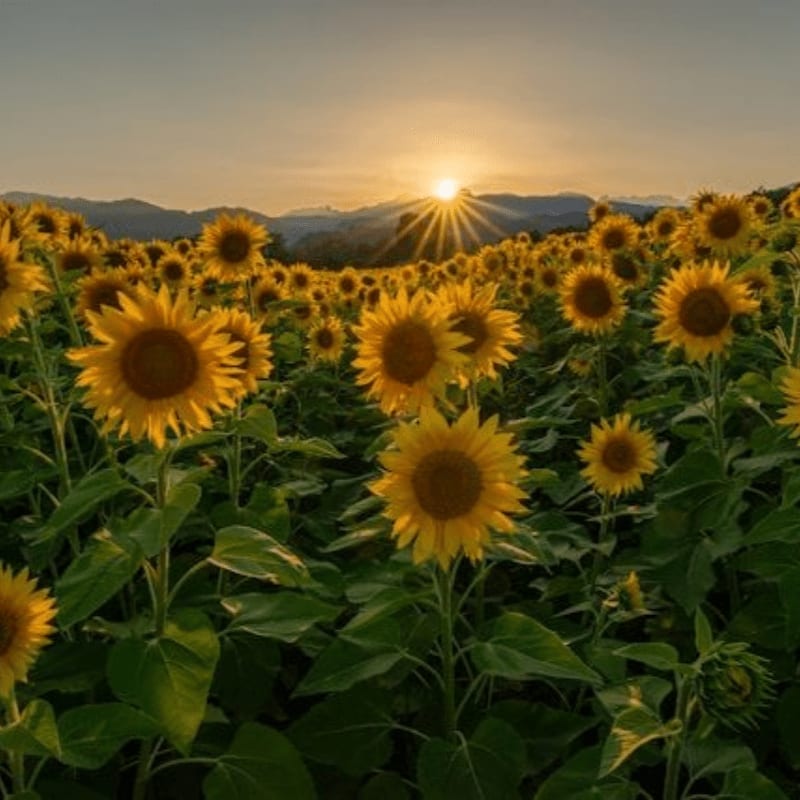 A vast field of sunflowers stretches towards a glowing sunset over rolling hills.