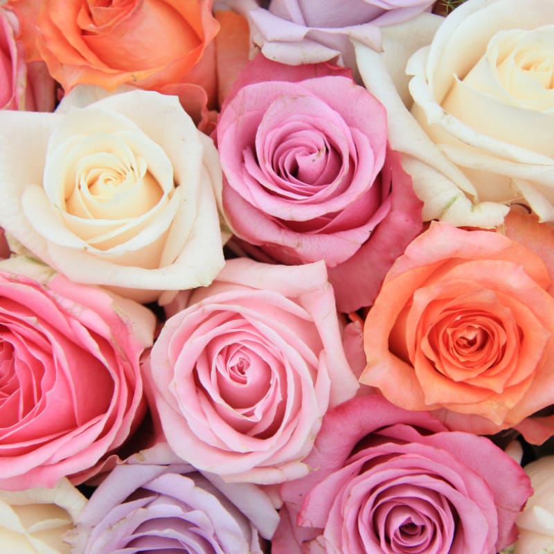 A close-up of a bouquet of pastel roses in shades of pink, peach, lavender, and cream fills the frame.