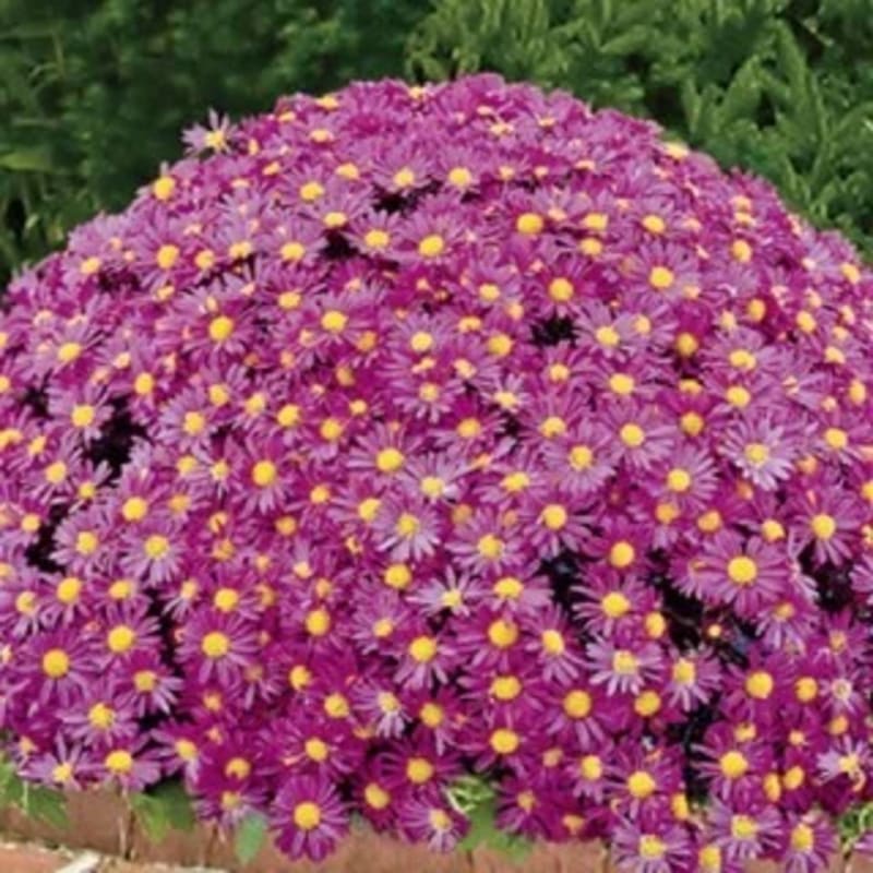 A mound of vibrant purple daisies with yellow centers fills the foreground, while a blurred green hedge forms the background.