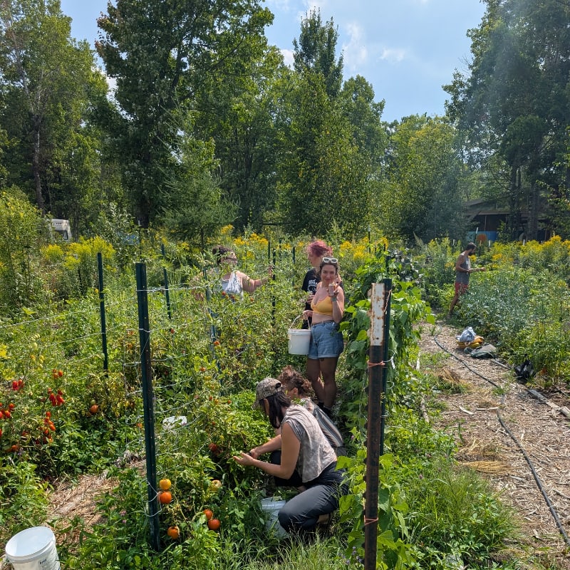 Several people are harvesting tomatoes in a lush garden with trees in the background.