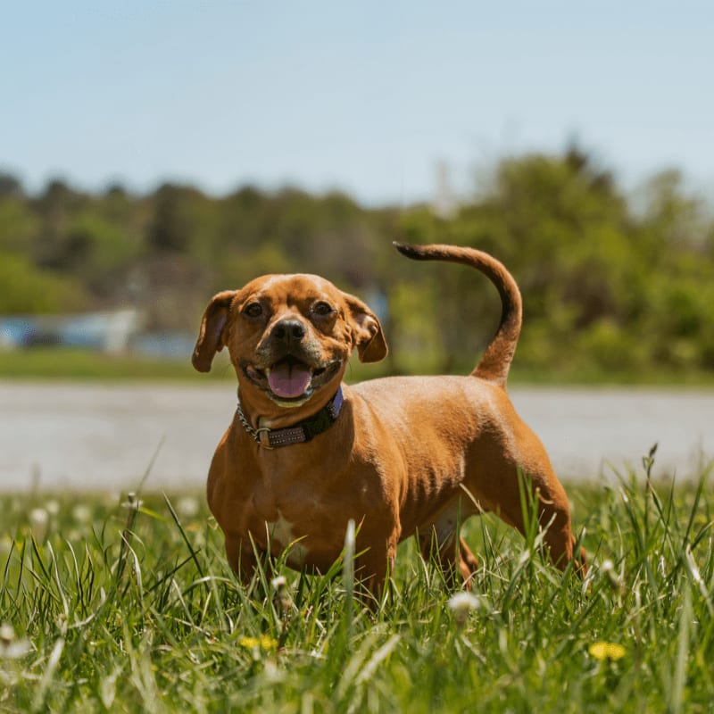 A happy brown dog stands in a grassy field with a blurred background of trees and a clear blue sky.