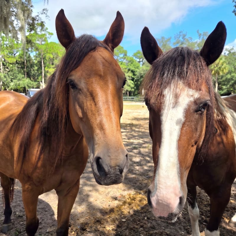 Two horses with brown and white markings stand in a dusty enclosure, with a backdrop of trees and a bright blue sky.