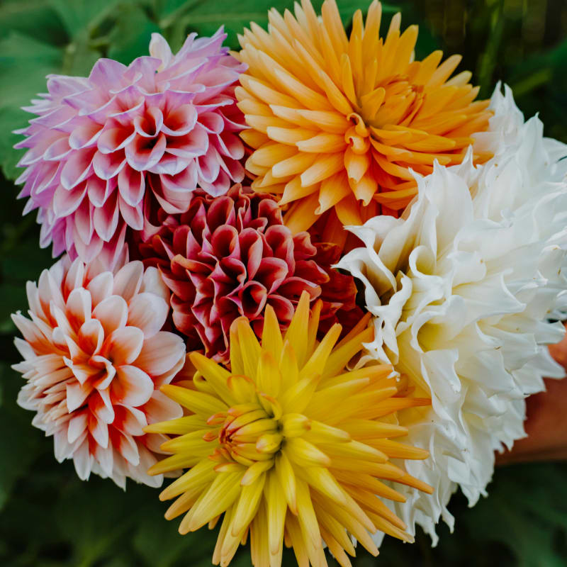 a group of colorful flowers