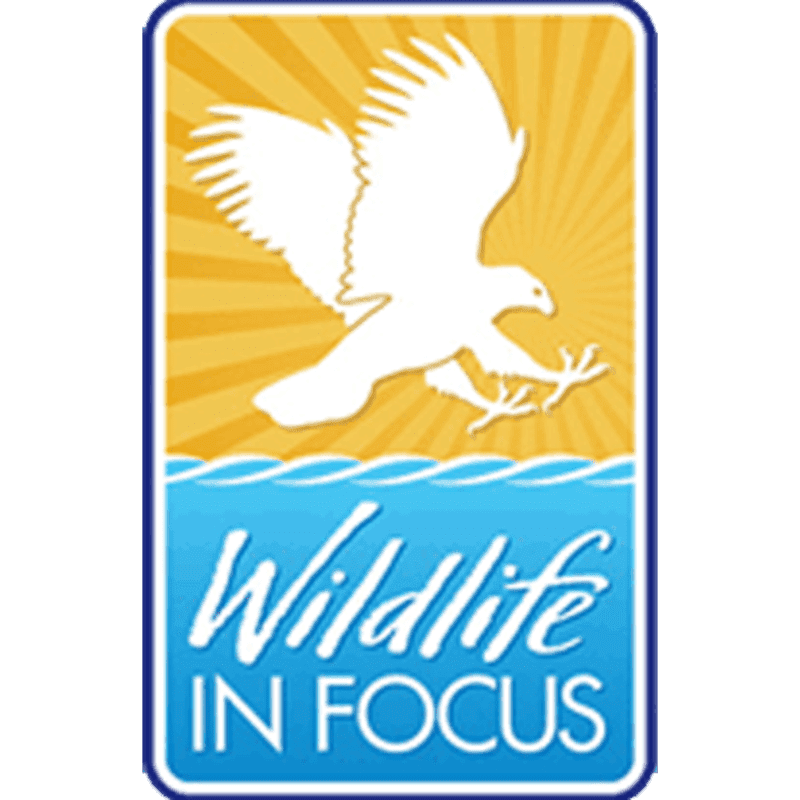 A white eagle is in flight above blue waves, with a yellow sunburst in the background, all within a rounded rectangular frame.