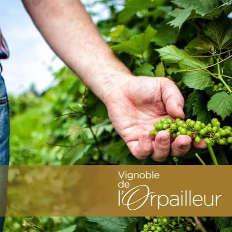 A person's hand gently holds a cluster of unripe green grapes in the foreground, with a blurred vineyard stretching into the background under a bright sky.