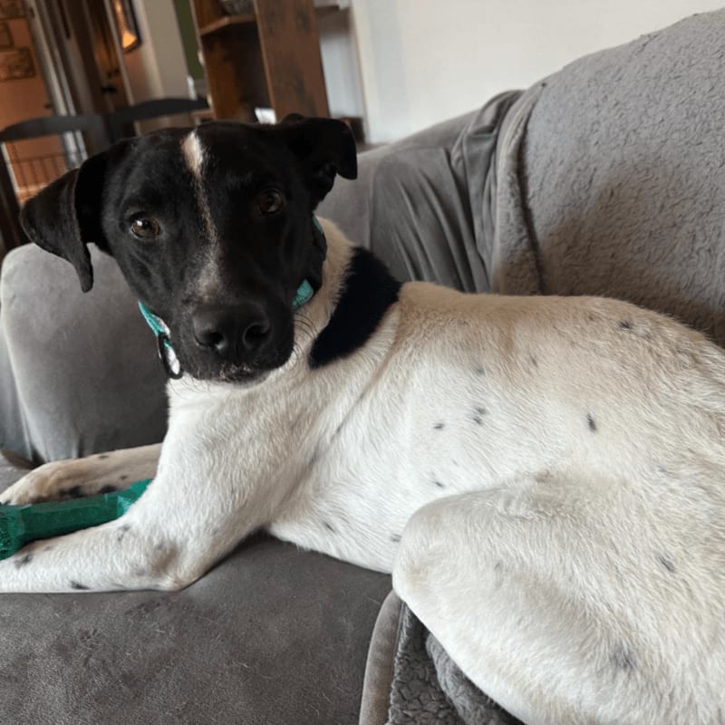 A black and white dog with a teal collar rests on a gray couch with a toy, while a blurred background shows a home interior.