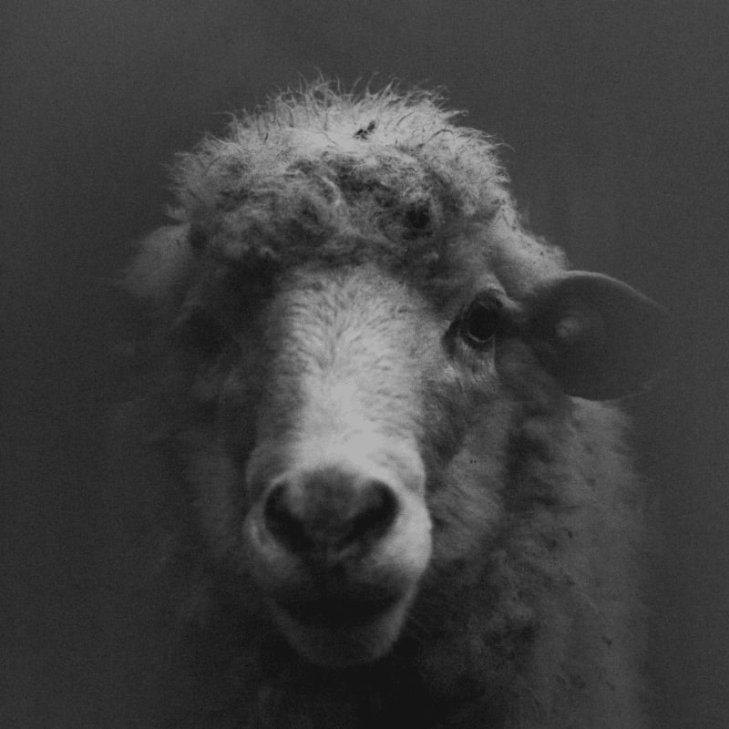 grayscale photo of sheep in a room