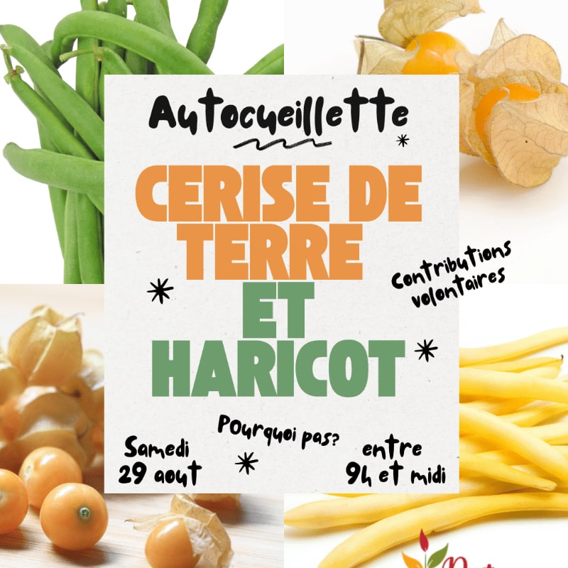 Green beans and yellow beans frame a central sign advertising "Autocueillette Cerise de Terre et Haricot" with physalis fruits scattered around.