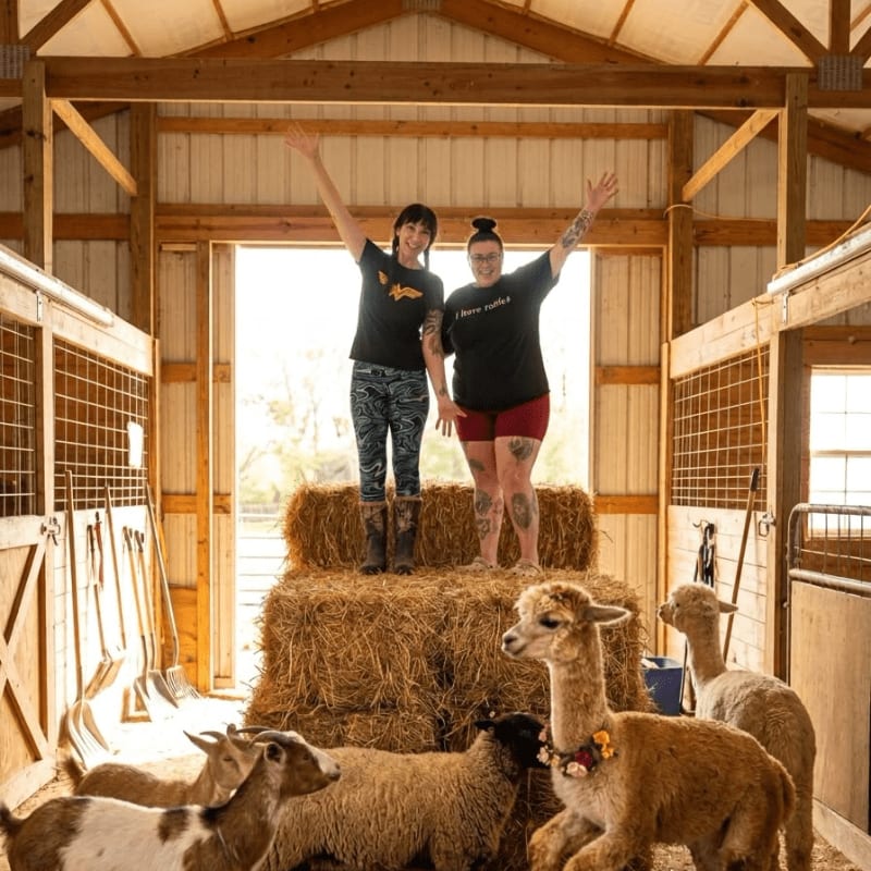Two women stand on a bale of hay in a barn with several farm animals, including goats and alpacas, gathered in the foreground, while the background shows stalls and an open doorway.